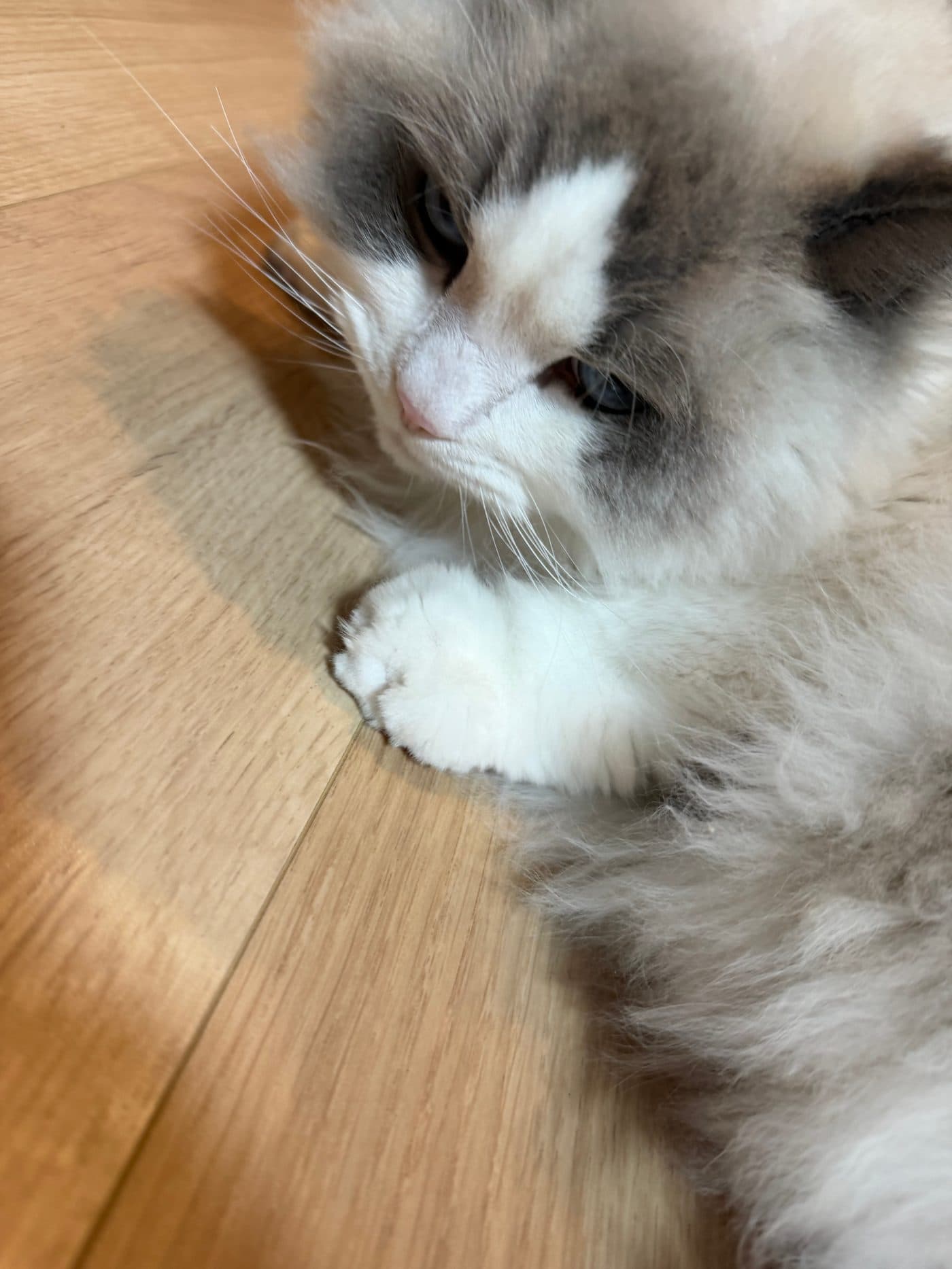 いい土曜日になりそうだという話。