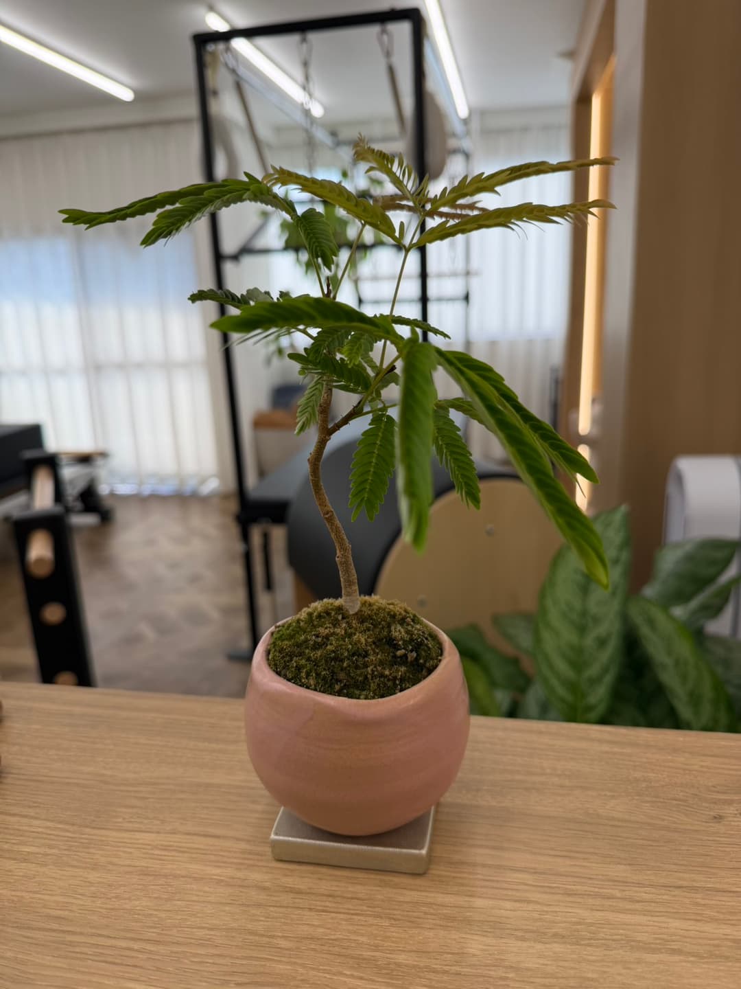MOMOに、新しい仲間が増えました
